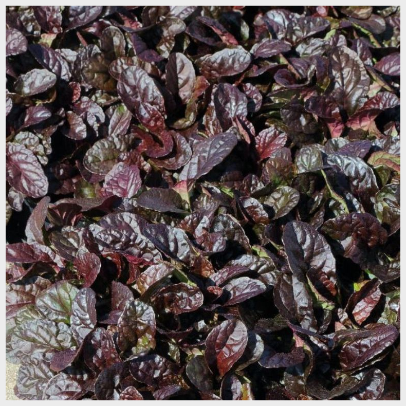 Ajuga reptans Mahogany - Krybende l�bel�s