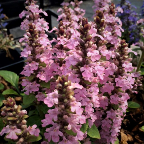 Ajuga reptans Rosea - Krybende L�bel�s