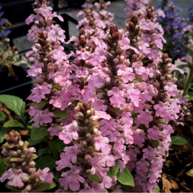 Ajuga reptans Rosea - Krybende Lbels