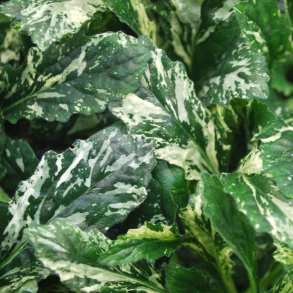 Ajuga reptans Sparkler - Krybende l�bel�s