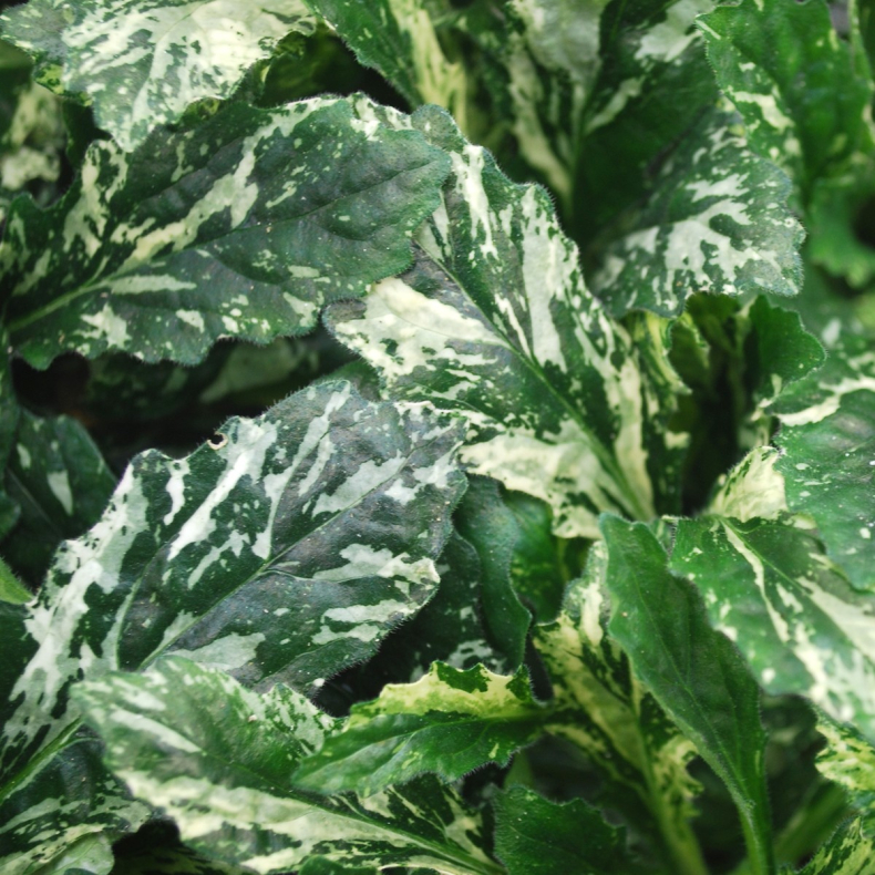 Ajuga reptans Sparkler - Krybende l�bel�s
