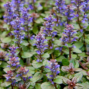 Ajuga tenorii Chocolate Chip - Krybende l�bel�s