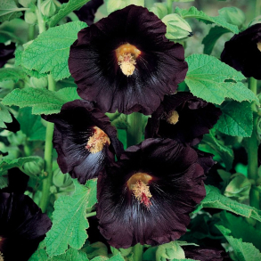 Alcea rosea Nigra  - Stokrose