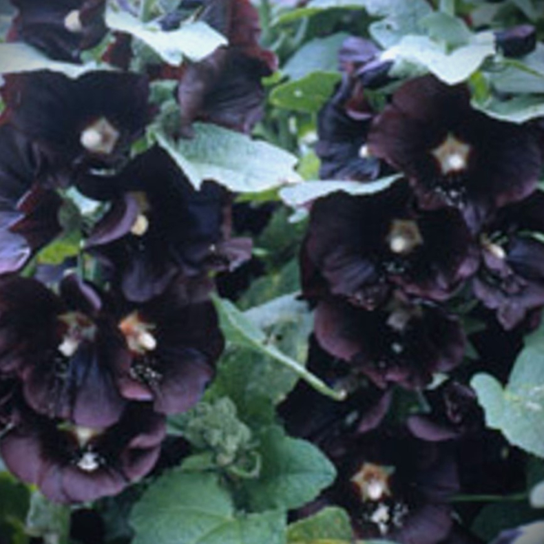 Alcea rosea Nigra  - Stokrose