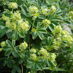 Alchemilla alpina - Bjerg-l�vefod