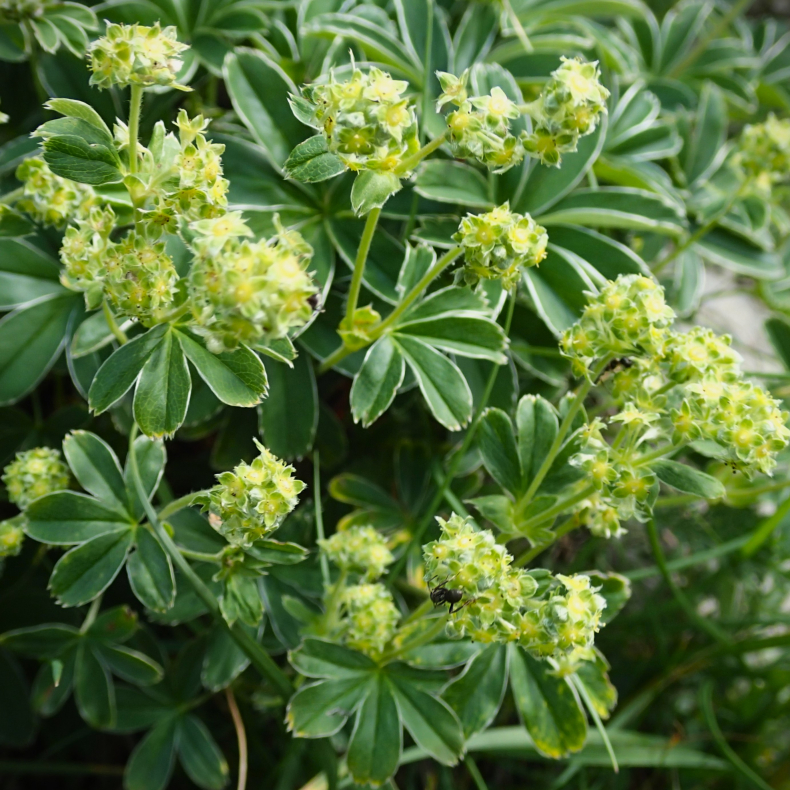Alchemilla alpina - Bjerg-l�vefod