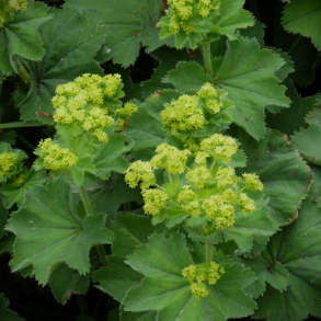 Alchemilla mollis Robustica  - Lodden L�vefod 1L