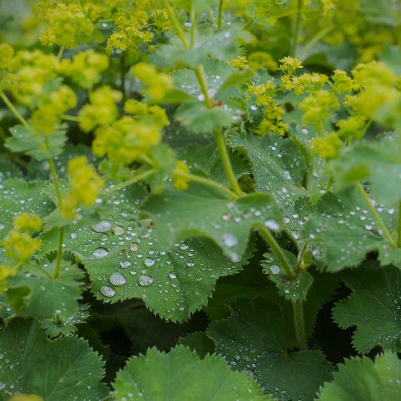 Alchemilla mollis - Lodden l�vefod