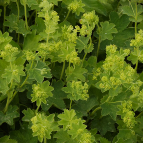 Alchemilla sericata Gold Strike - L�vefod