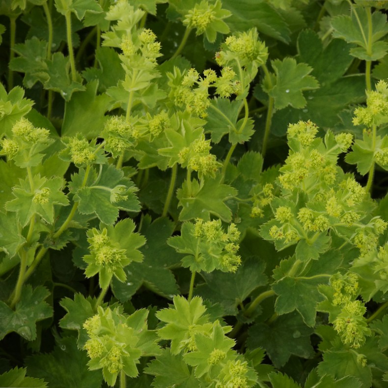 Alchemilla sericata Gold Strike - L�vefod