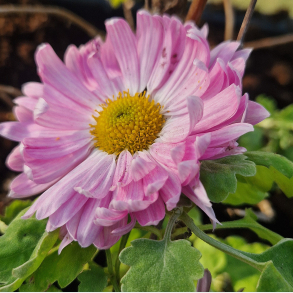 Chrysanthemum Vagabond Prince - Vinterasters 