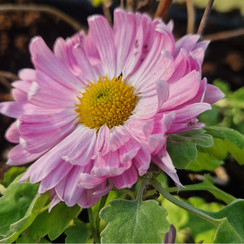 Chrysanthemum Vagabond Prince - Vinterasters 