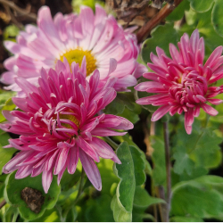 Chrysanthemum Vagabond Prince - Vinterasters 