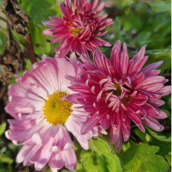 Chrysanthemum Vagabond Prince - Vinterasters 