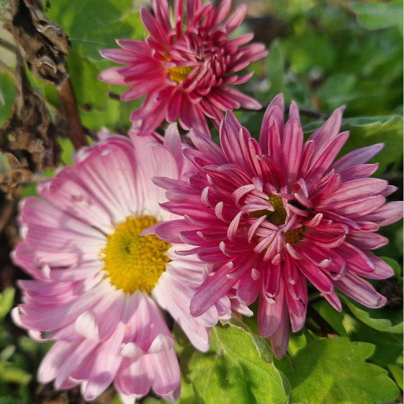 Chrysanthemum Vagabond Prince - Vinterasters 