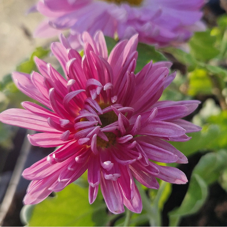 Chrysanthemum Vagabond Prince - Vinterasters 