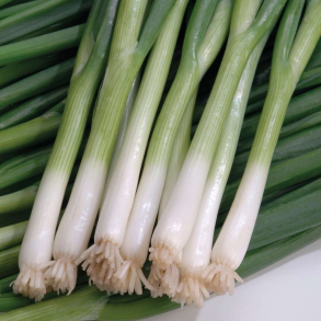 Allium Blanca De Lisboa - For�rsl�g