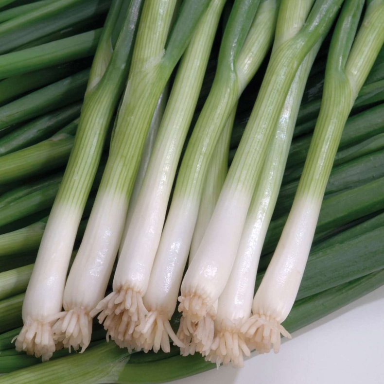 Allium Blanca De Lisboa - For�rsl�g