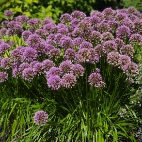 Allium Millennium - Staude prydl�g 1L