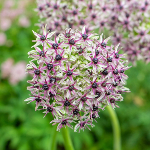 Allium Starlight - Prydl�g 3 l�g str. 12/+ ikke i potte