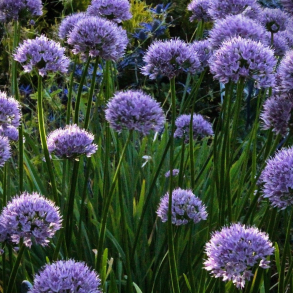 Allium Summer Beauty - Staudeprydl�g 1L
