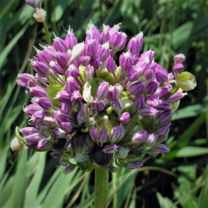 Allium ampeloprasum var Babingtonii - Porrerl�g