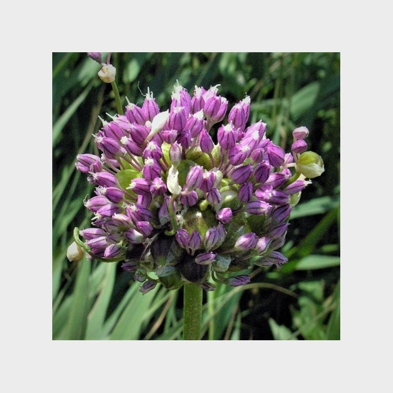 Allium ampeloprasum var Babingtonii - Porrerlg