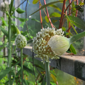 Allium ampeloprasum var. porum - Staudeporrer