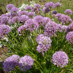 Allium senescens Lisa Blue - Prydl�g 