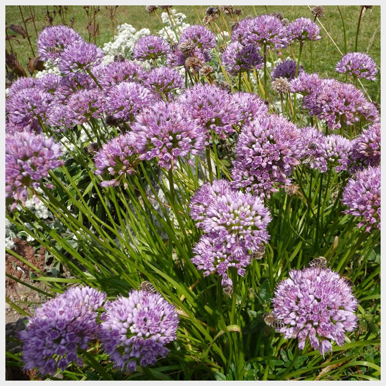 Allium senescens Lisa Blue - Prydl�g 