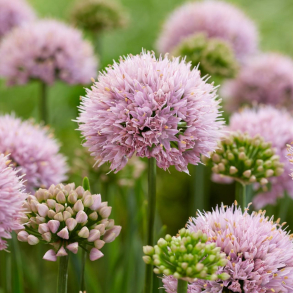 Allium senescens Lisa Green - Prydl�g 