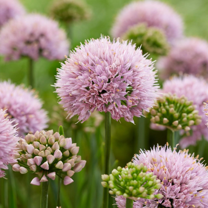 Allium senescens Lisa Green - Prydl�g 