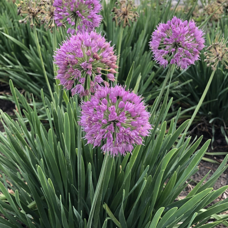 Allium senescens Serendipity - Prydlg 1L