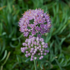 Allium senescens - Kantet l�g staude