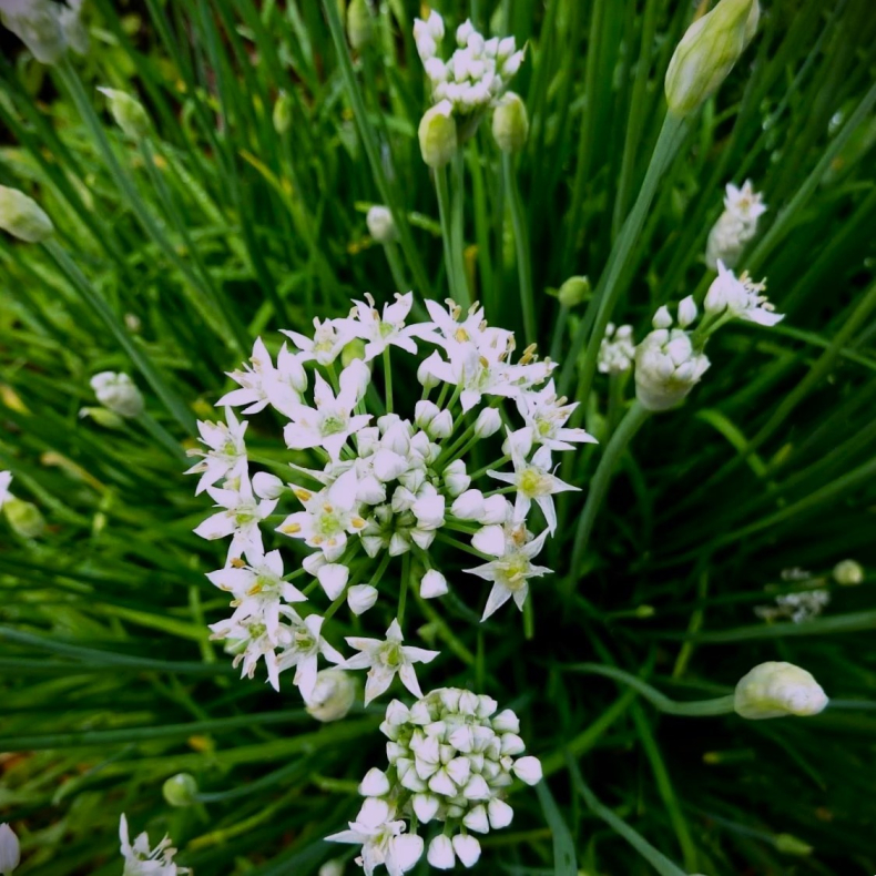 Allium tuberosum  - Kinesisk purlg 