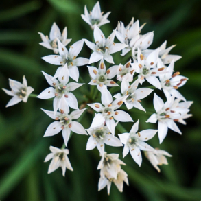 Allium tuberosum  - Kinesisk purl�g 