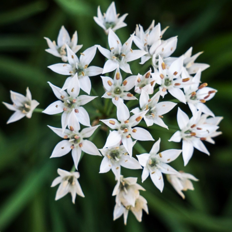 Allium tuberosum  - Kinesisk purl�g 