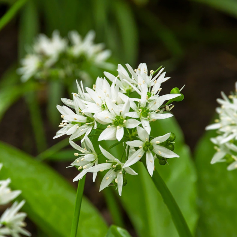 Allium ursinum - Ramsl�g