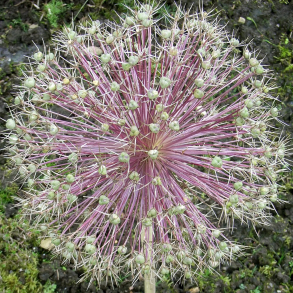 Allium christophii  - Orientalsk prydl�g 5 l�g str. 14/+ ikke i potte