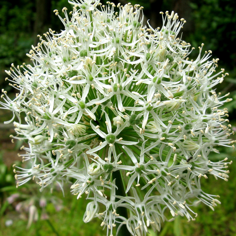 Allium stipitatum Mount Everest 1 l�g str. 20/+, ikke i potte                                                                                                                      