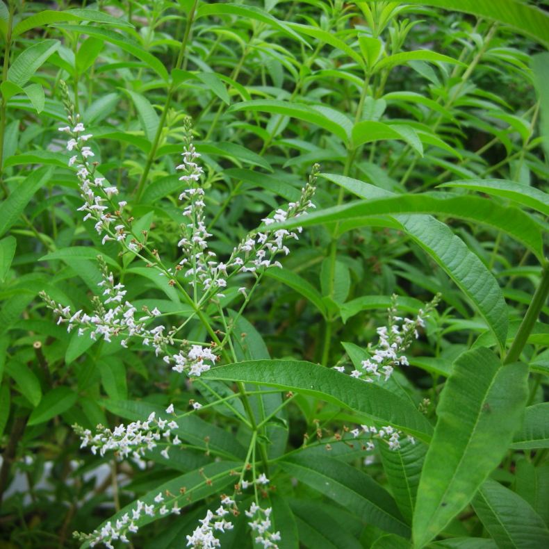 Aloysia triphylla - Citronverbena OVERVINTRING drivhus