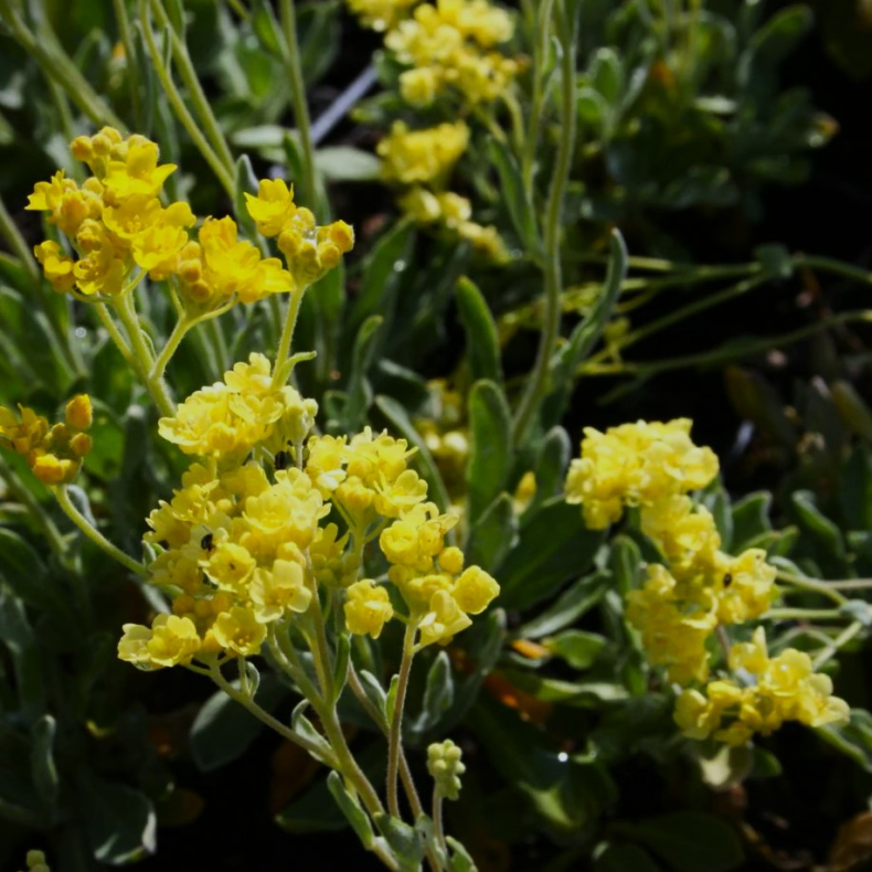 Alyssum saxatile Sulphureum  - Alpe-guldslr