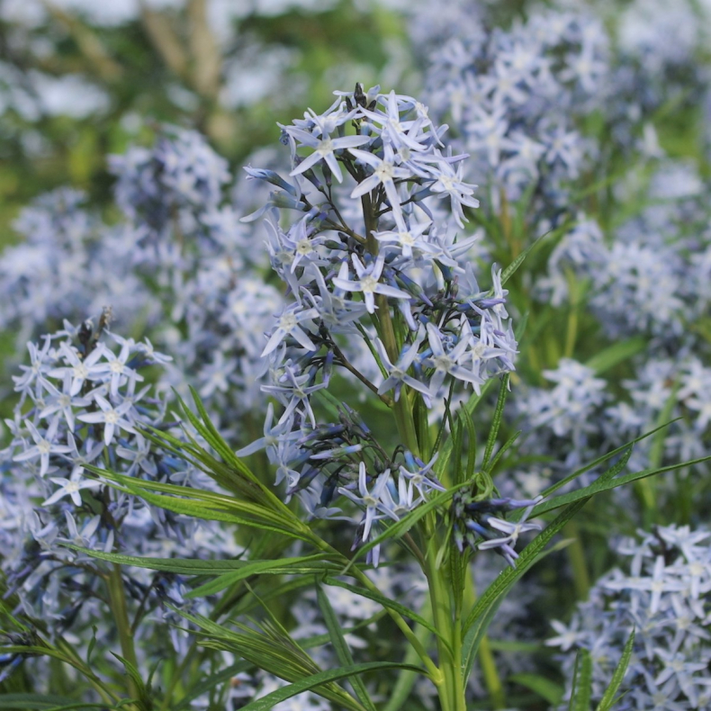 Amsonia tabernaemontana Ernst Pagels - Amsonia