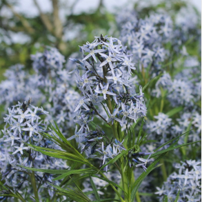  Amsonia tabernaemontana Ernst Pagels - Amsonia