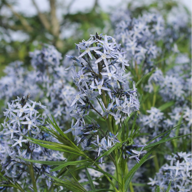  Amsonia tabernaemontana Ernst Pagels - Amsonia