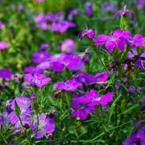 Dianthus amurensis - Amur-Nellike