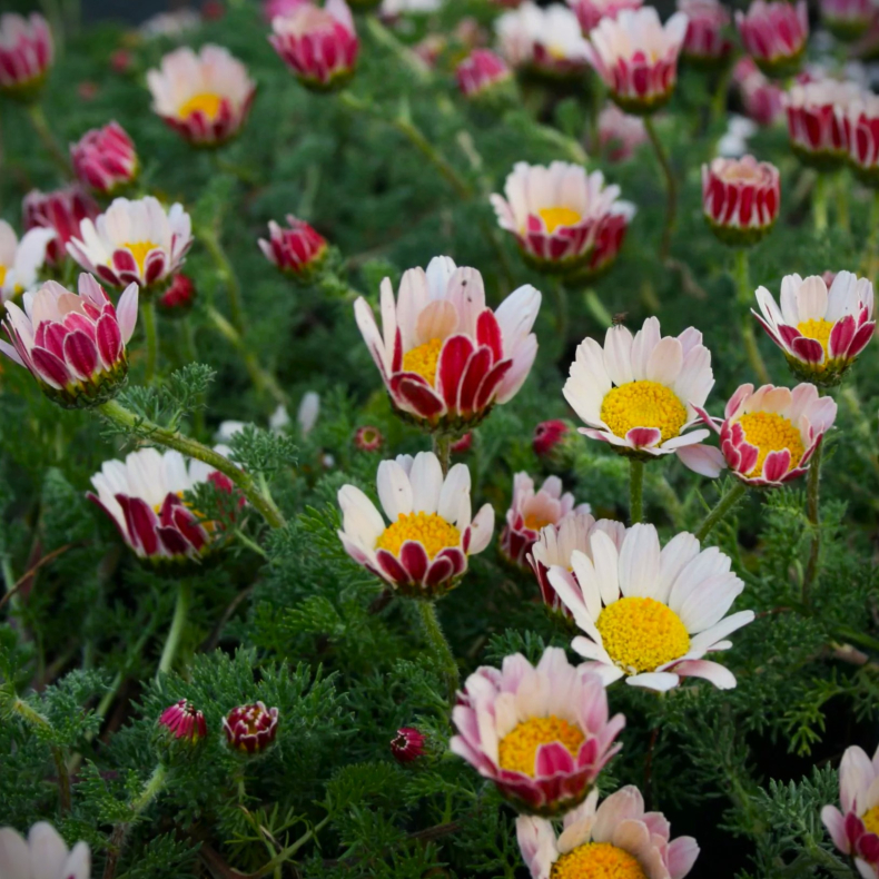 Anacyclus pyrethrum var. depressus - Bertram