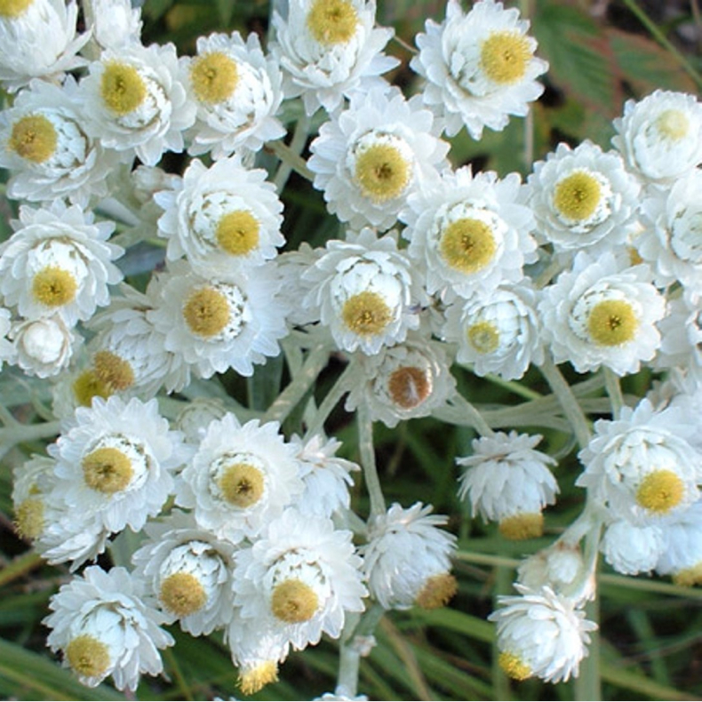 Anaphalis margaritacea - Almndelig Perlekurv
