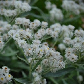 Anaphalis triplinervis  - Perlekurv