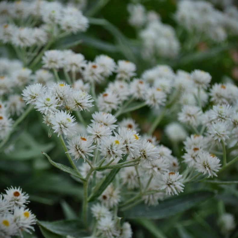 Anaphalis triplinervis  - Perlekurv